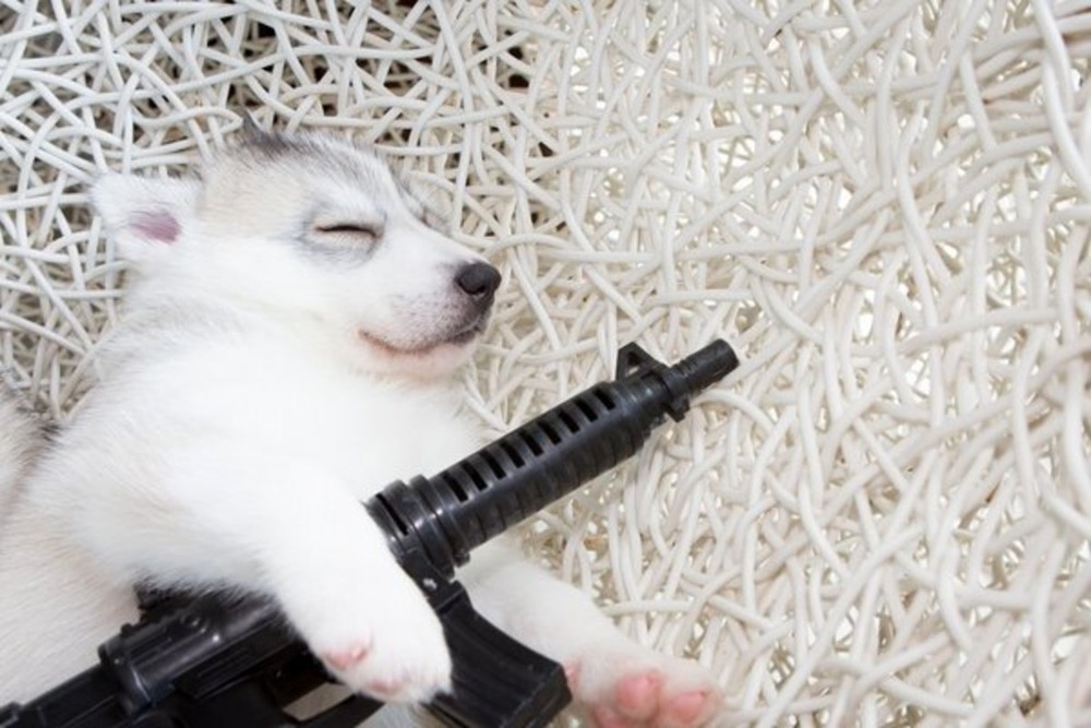 Gundog standing in profile