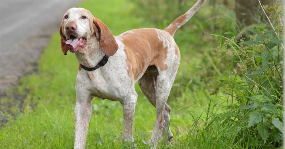 Bracco Italiano profile with long ears