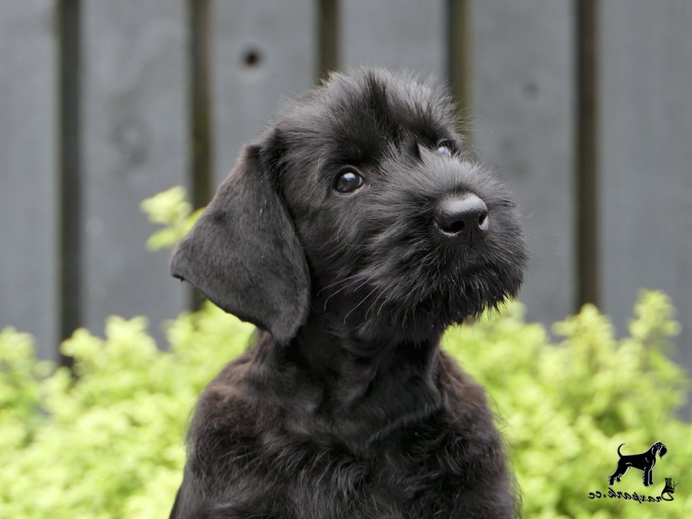 Giant Schnauzer walking with handler