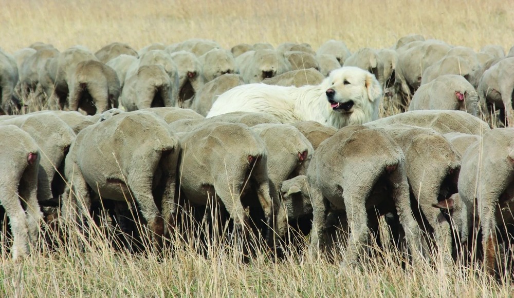 Guardian dog walking beside farm animals
