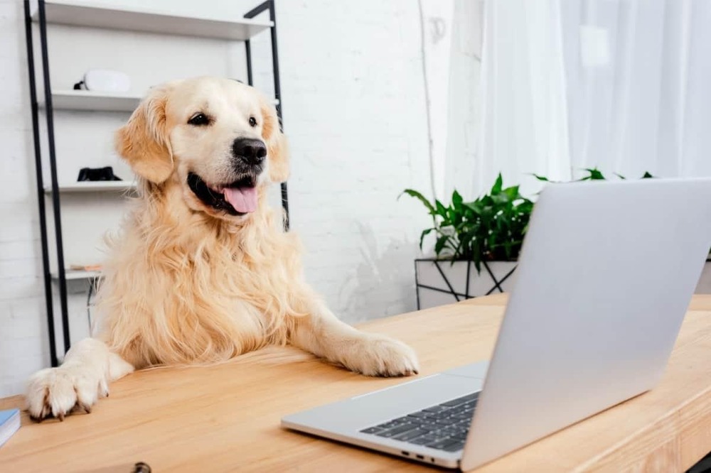 Owner researching dog breed information online