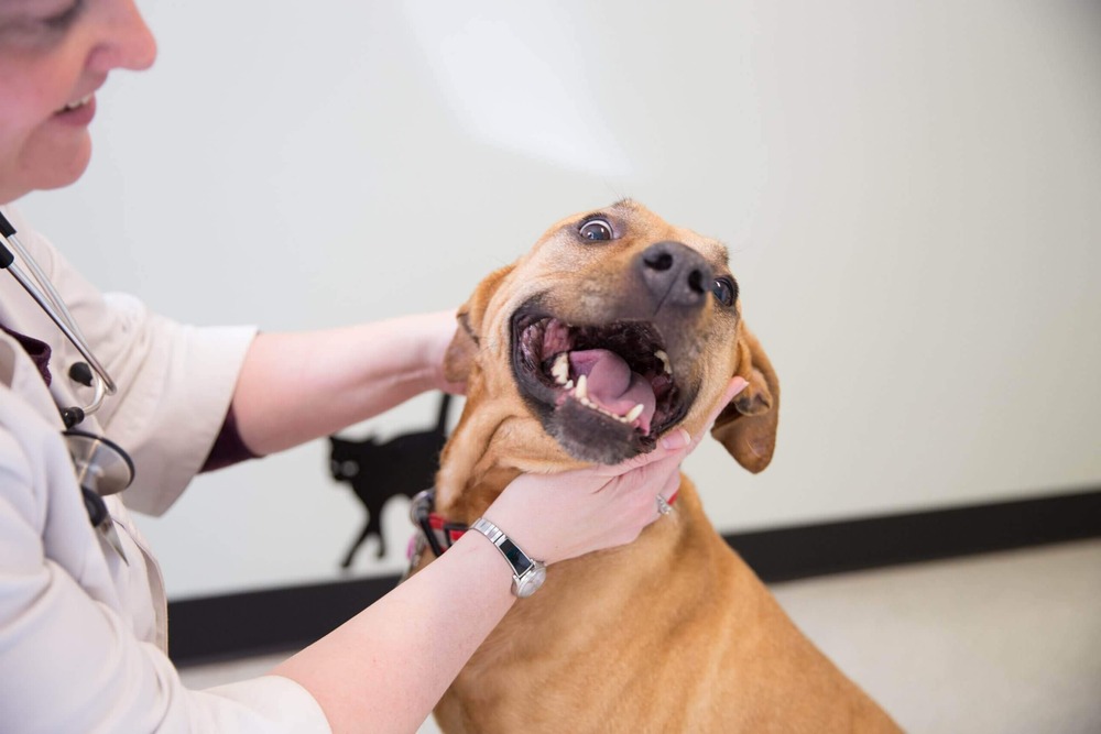 Dog resting comfortably indoors