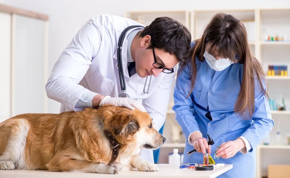 Dog resting calmly on a blanket at a clinic