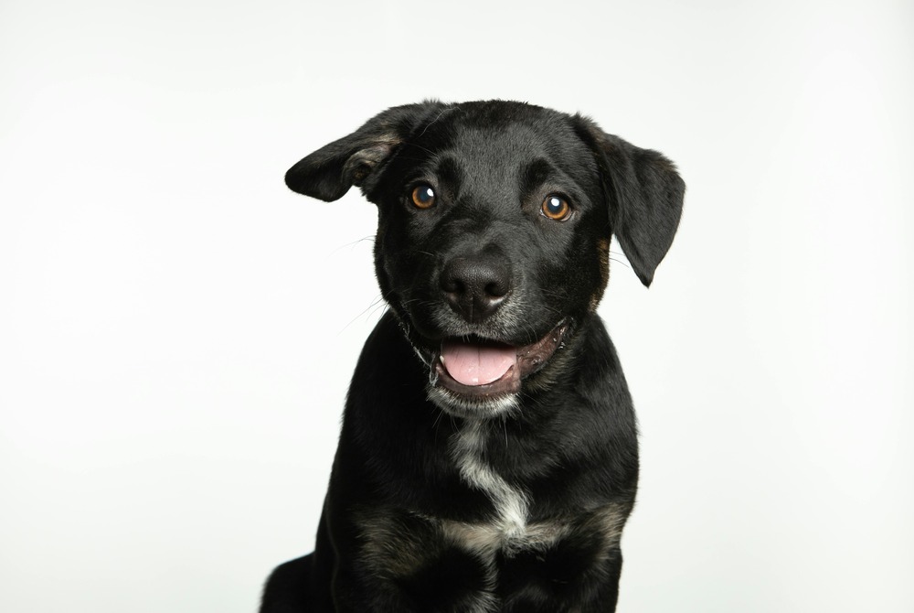 Short coated dog with alert ears