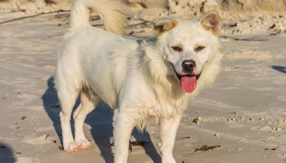 Kintamani dog sitting with alert ears