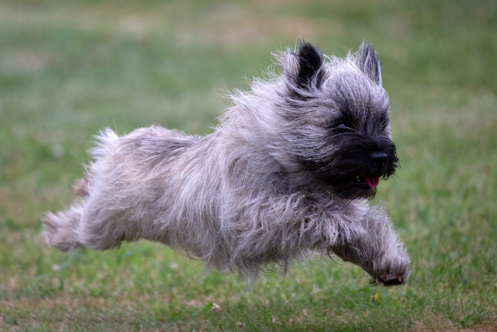 Cairn Terrier standing outdoors