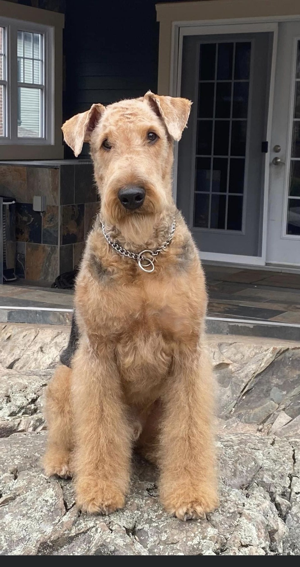 Airedale Terrier outdoors on a lead