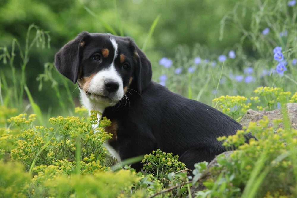 Greater Swiss Mountain Dog close-up of coat and markings