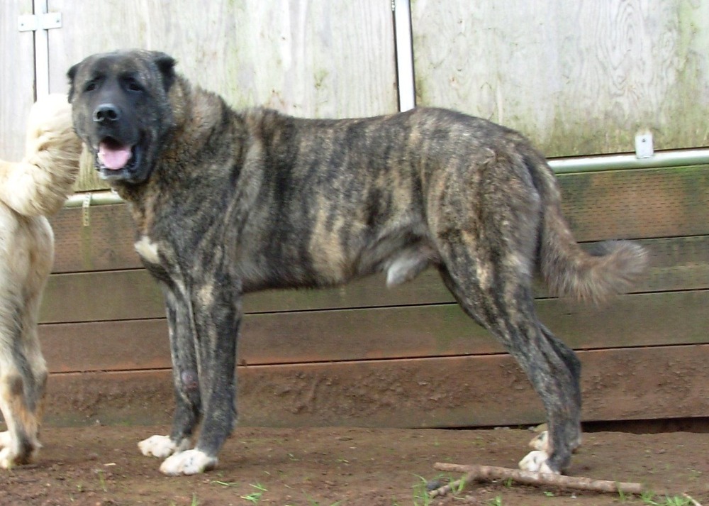 Anatolian Shepherd lying down relaxed
