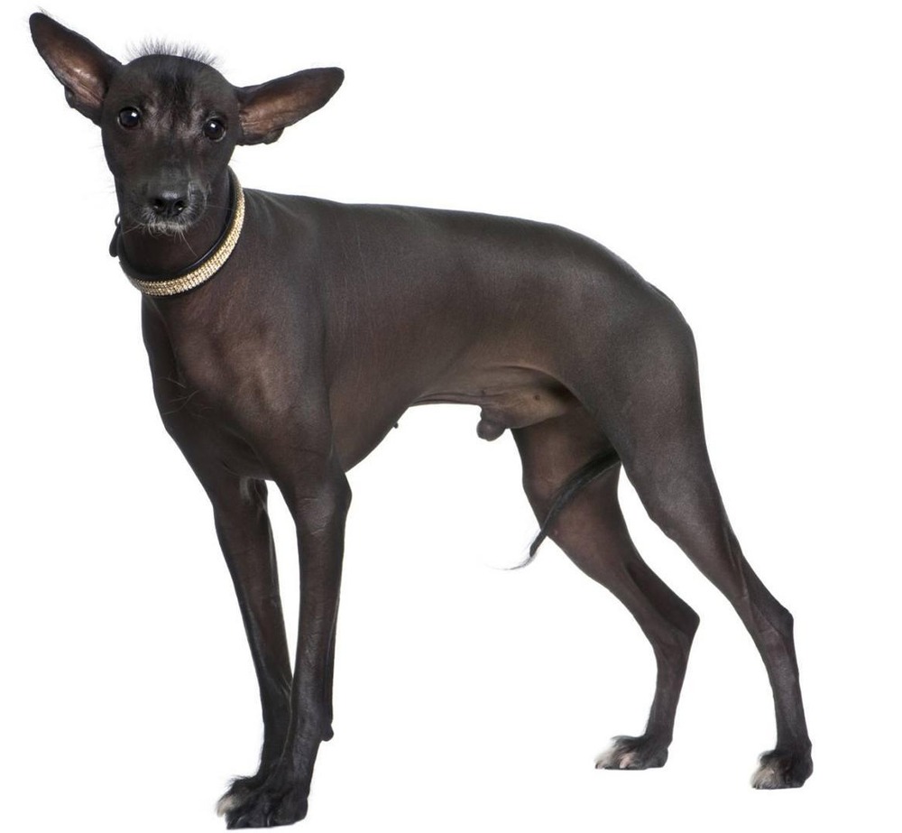 Hairless Peruvian dog close up