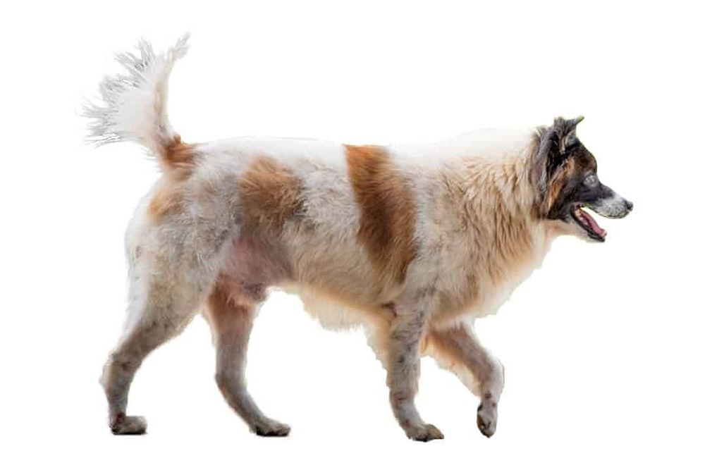 Thai Bangkaew Dog walking on leash