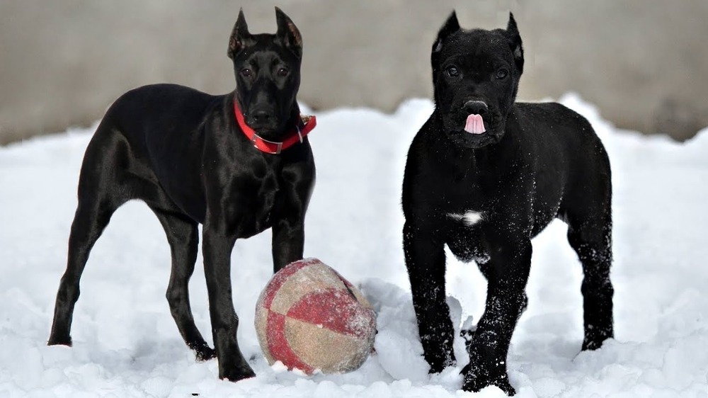 Terrier close-up with alert expression