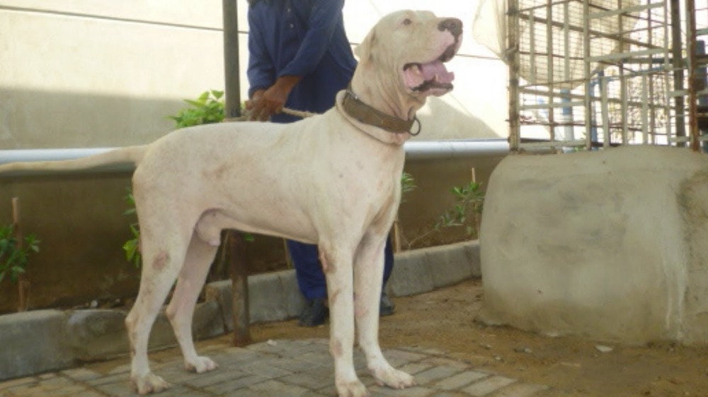 Large dog with short coat looking alert