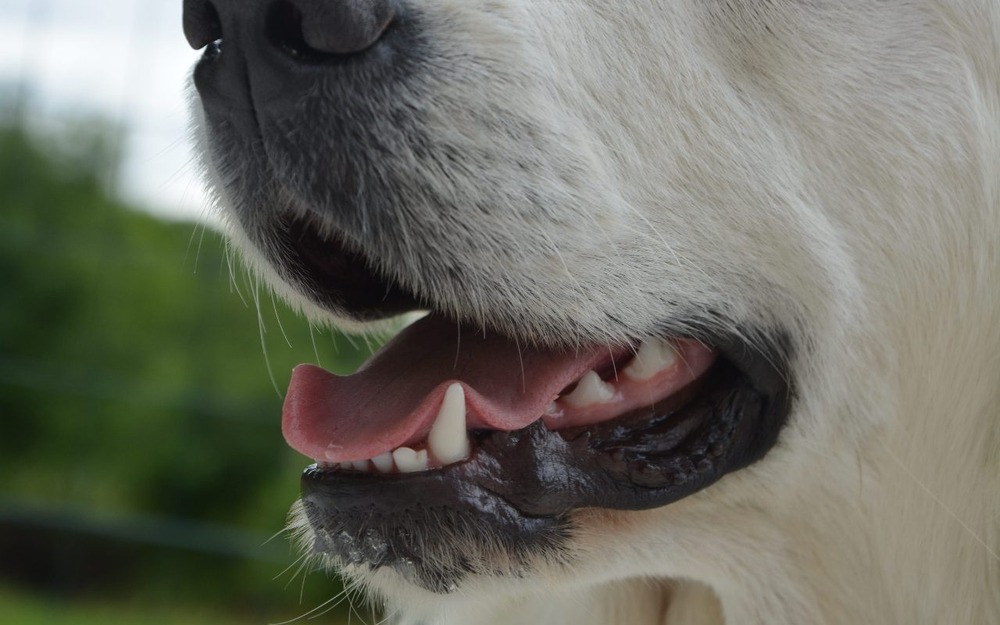 Dog resting quietly at home