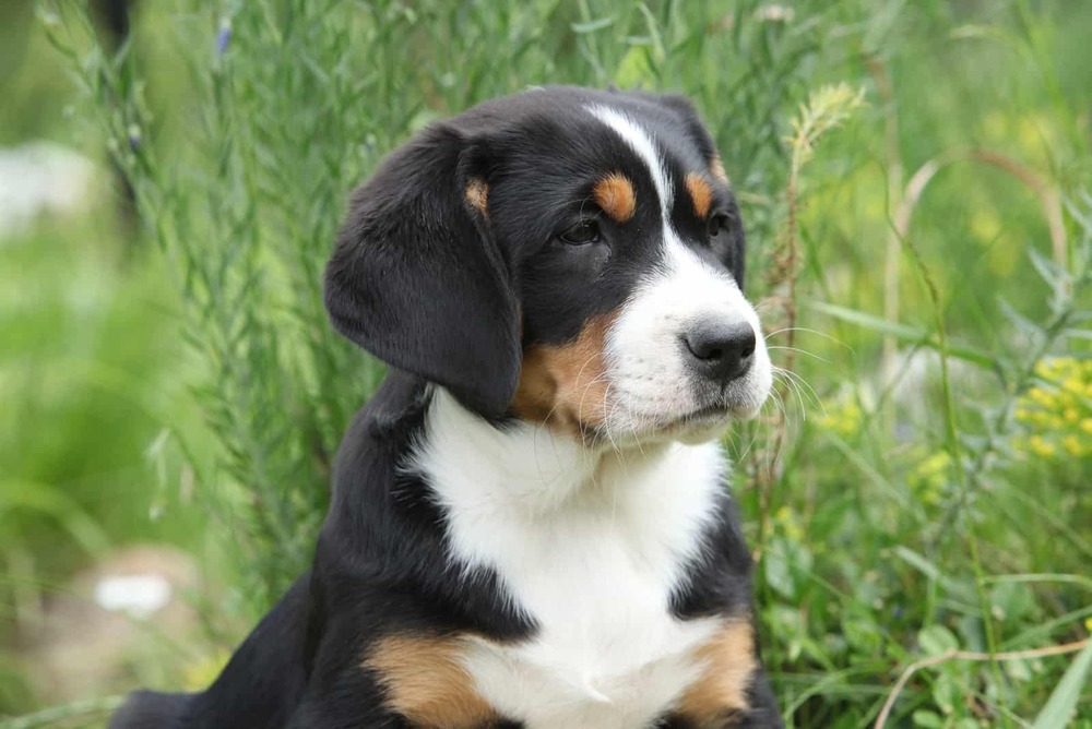 Greater Swiss Mountain Dog standing outdoors