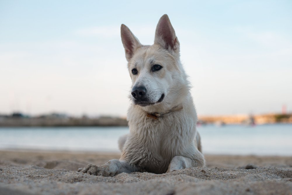 Can de Palleiro walking on lead