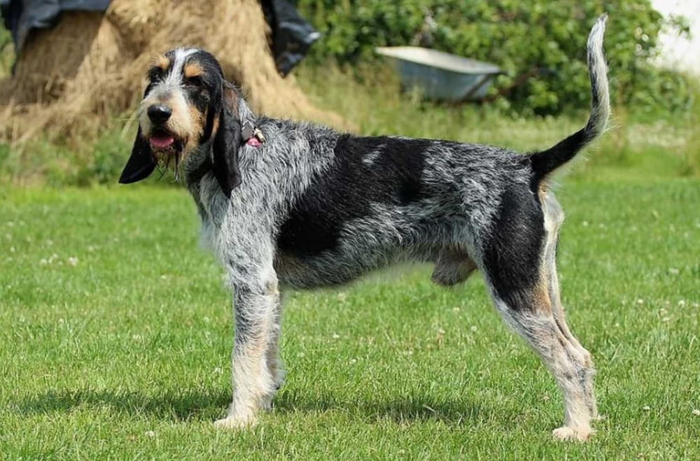 Griffon Bleu de Gascogne looking alert in profile