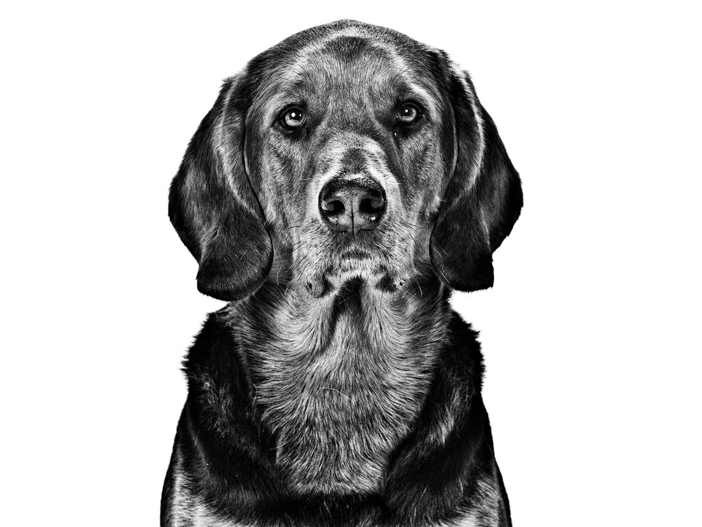 Polish Hound in profile outdoors