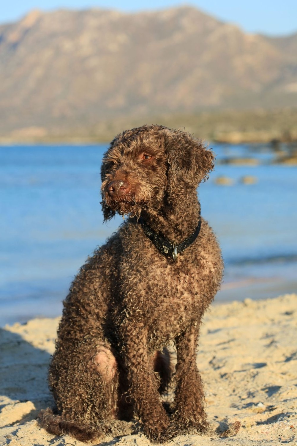 Active dog outdoors on a bright day