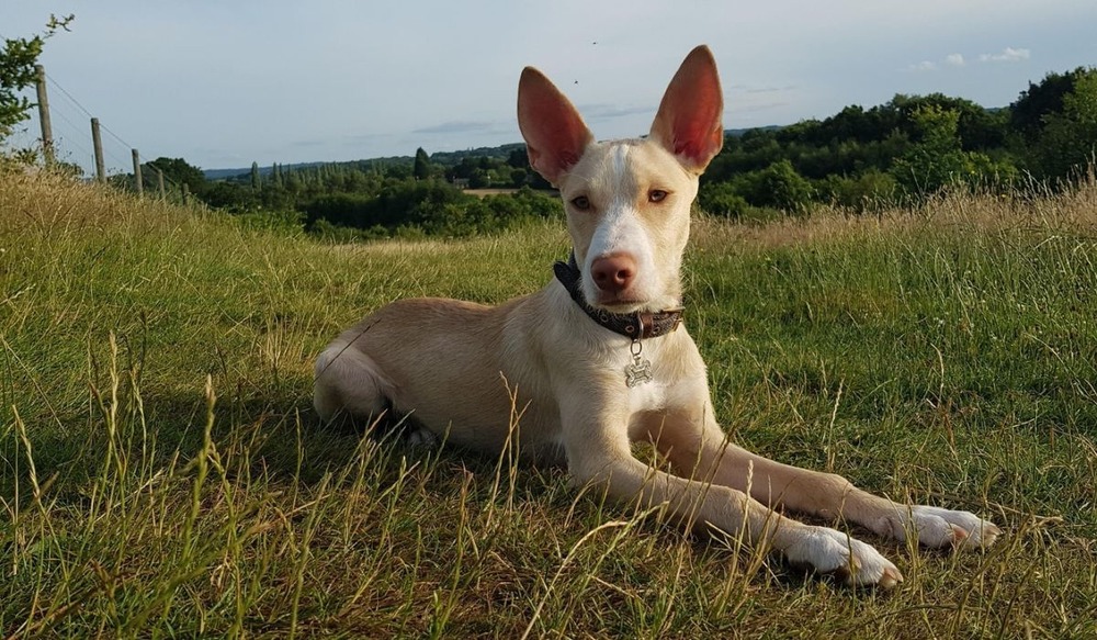 Podenco Canario running on natural ground