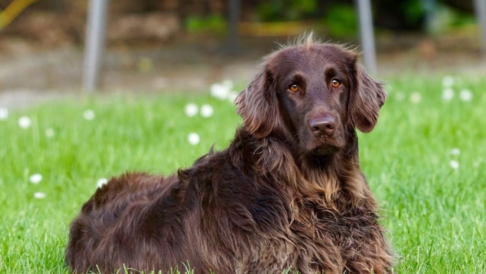 German Spaniel sitting calmly
