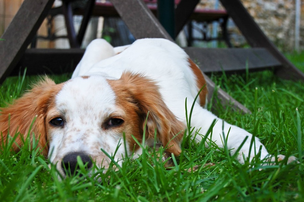 Epagneul Français walking on a track
