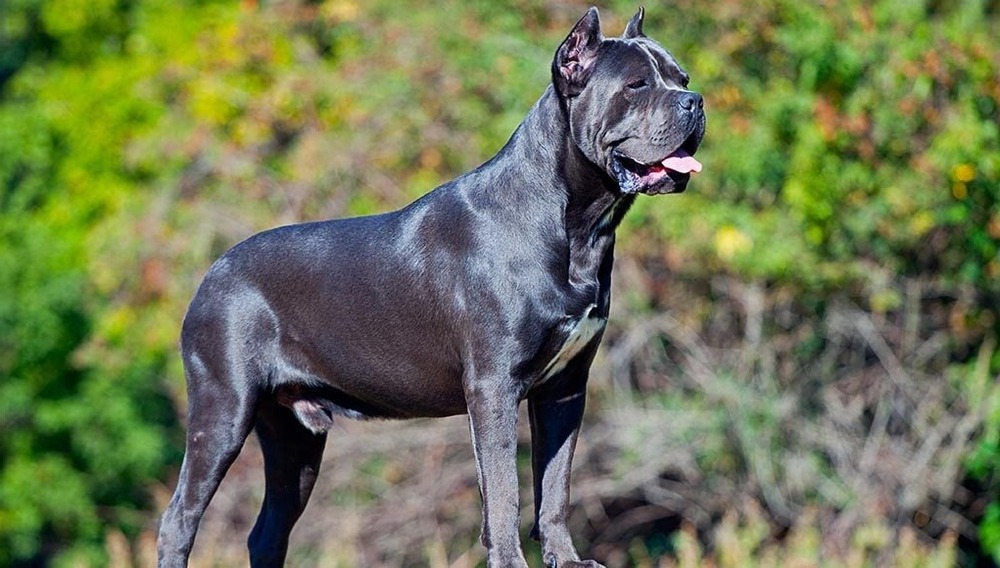 Close view of Cane Corso coat and shoulder