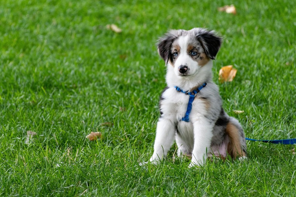 Dog on a lead during a calm outdoor walk