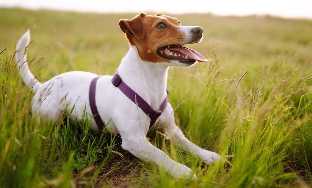 Jack Russell Terrier close up