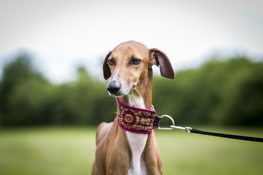 Close view of an Azawakh face and coat