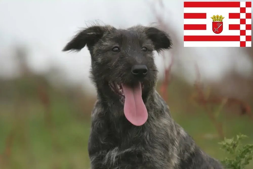 Bouvier des Ardennes head and shoulders portrait