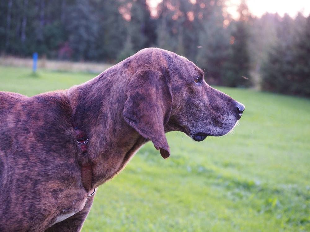 Plott Hound face and head close-up