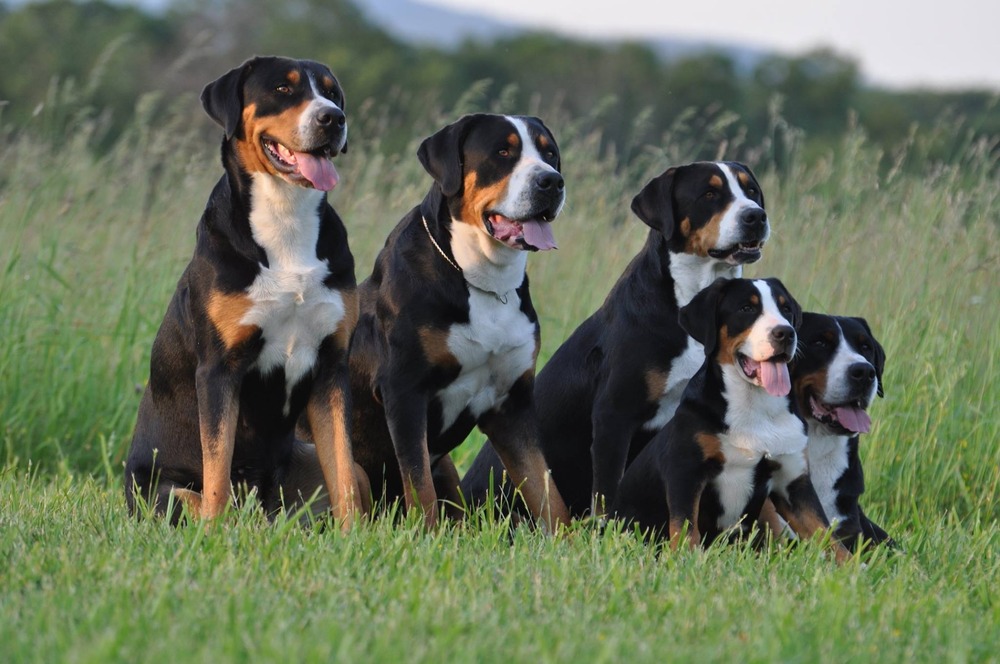 Appenzeller Sennenhund running on grass