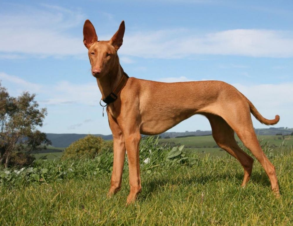 Podenco Canario resting with ears up