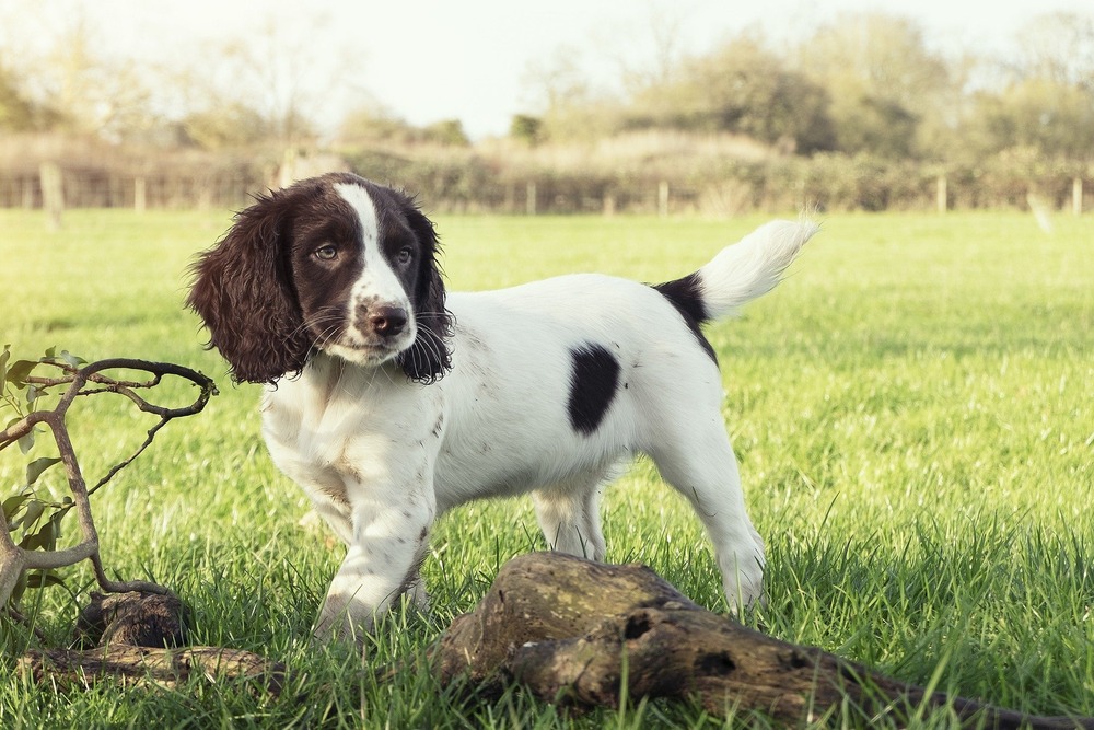 English Springer Spaniel running on grass