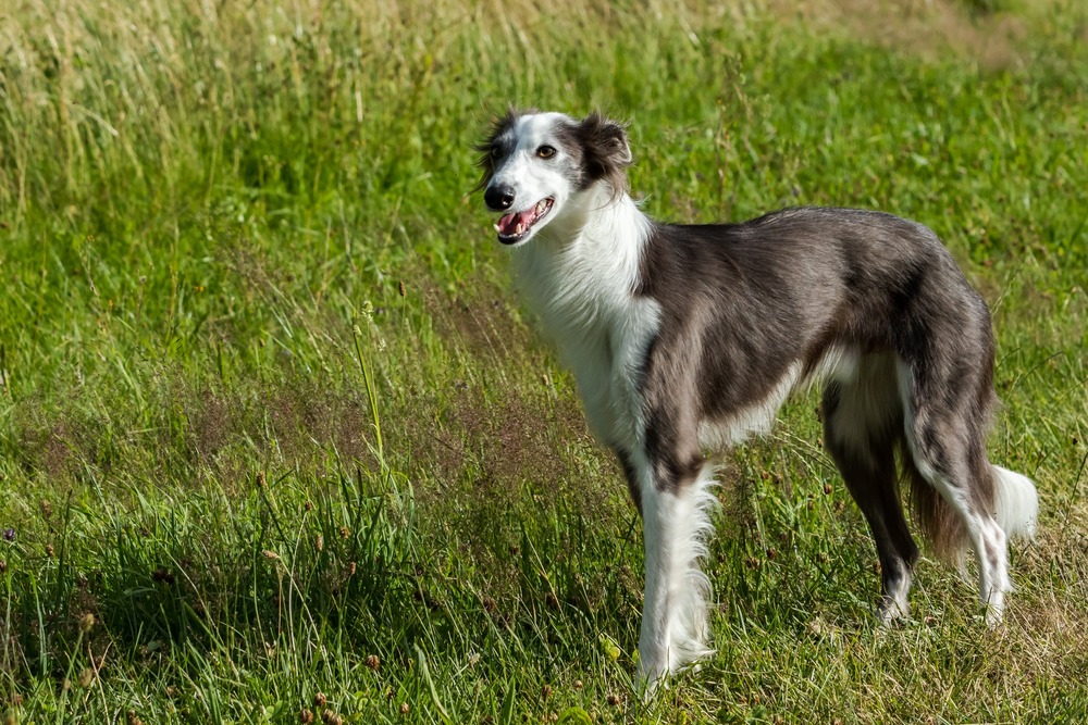 Silken Windhound running with coat flowing
