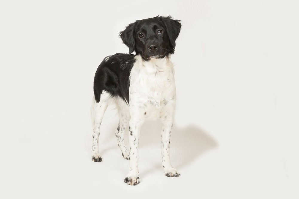 Stabyhoun sitting beside a path