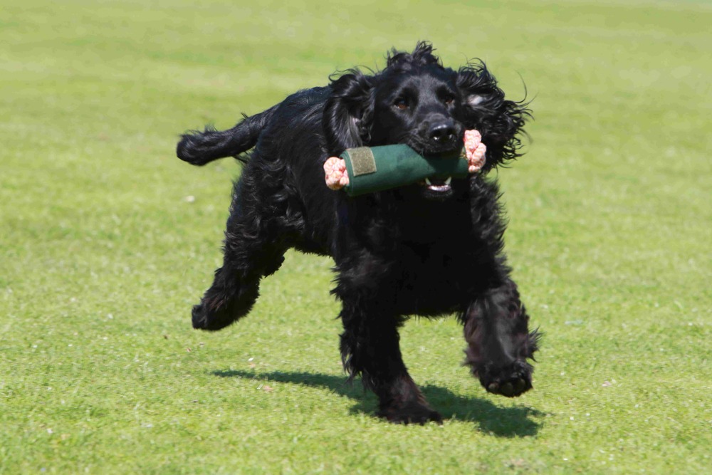 Retriever playing in a grassy area