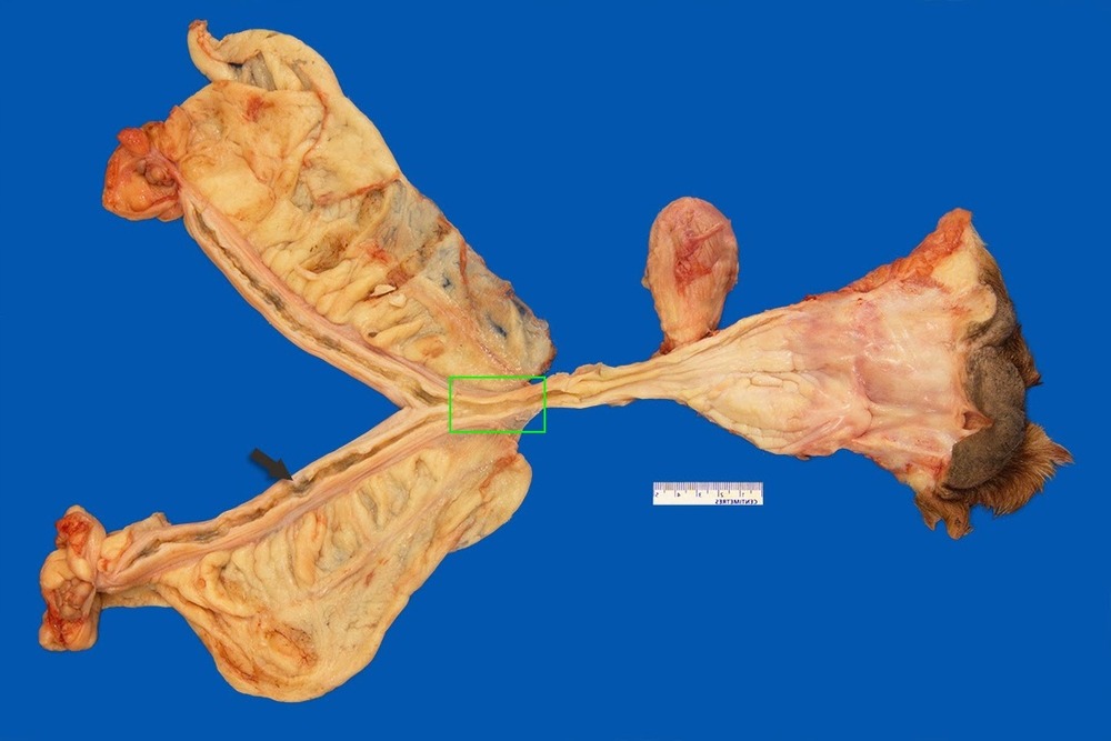 Dog resting comfortably on a blanket