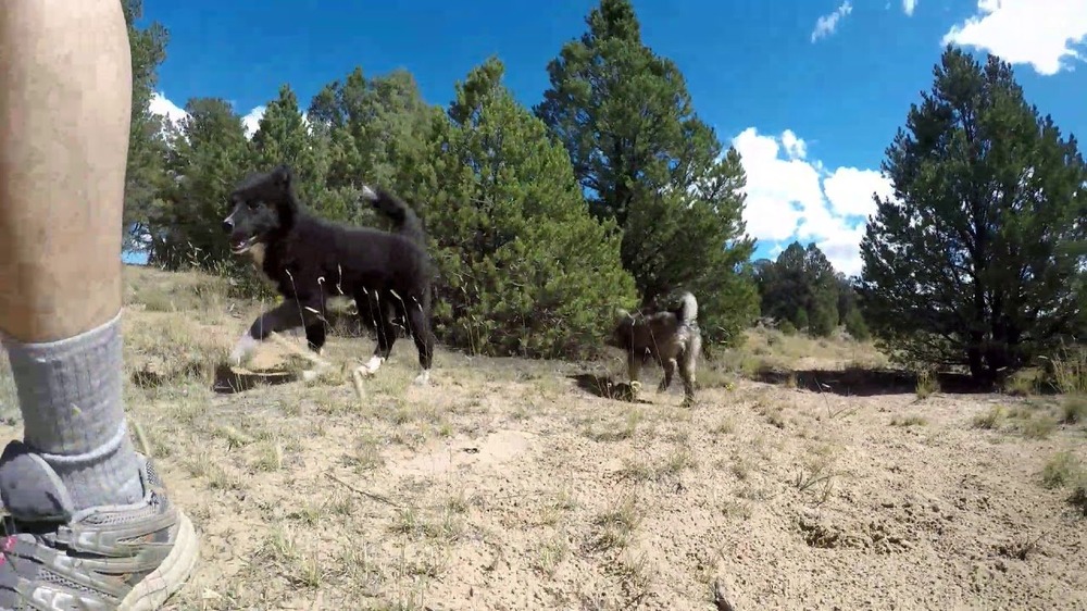 Nenets herding laika in profile outdoors