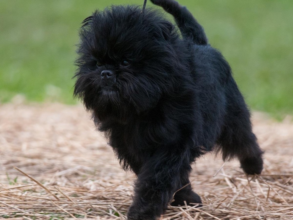 Small Affenpinscher outdoors on a walk