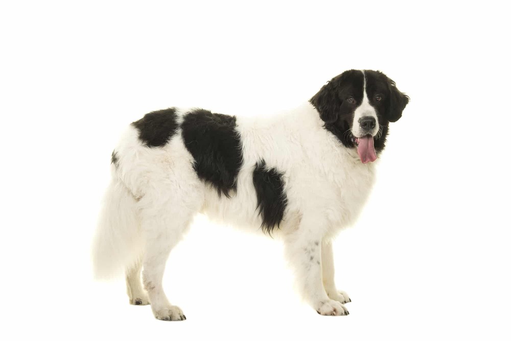 Black and white Landseer type dog outdoors