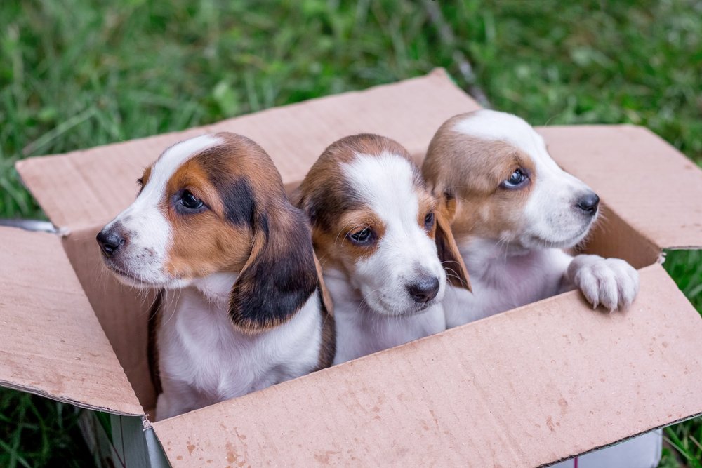 Estonian Hound head and shoulders