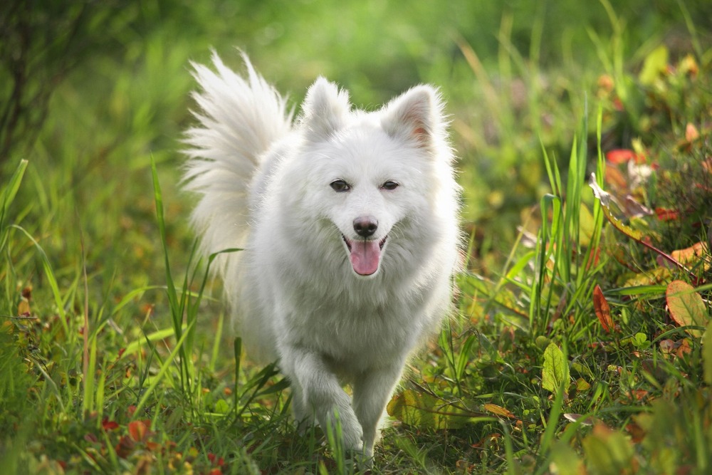 German Spitz looking alert with bright eyes