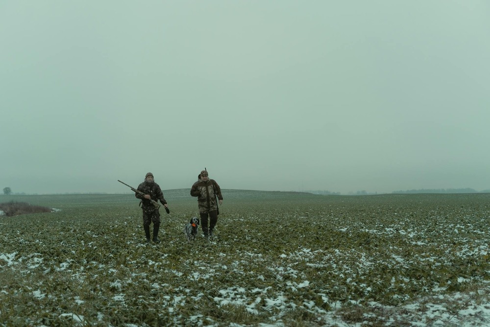 Compact small dog with upright ears