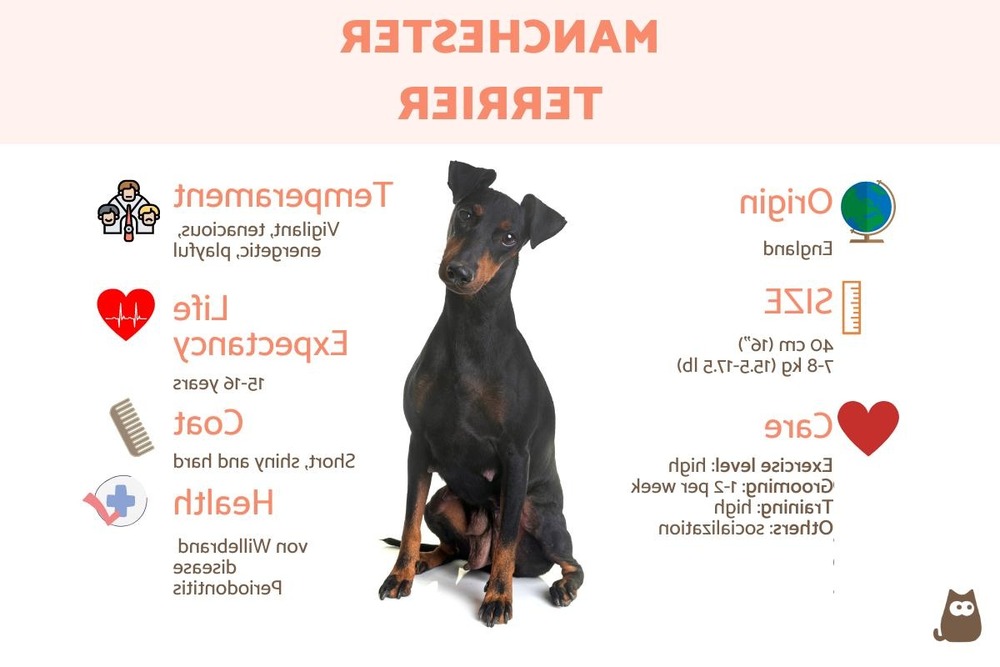 Manchester Terrier alert and attentive