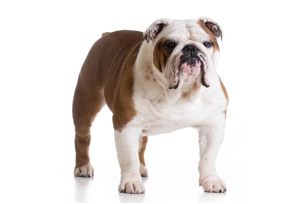 Serrano Bulldog standing outdoors