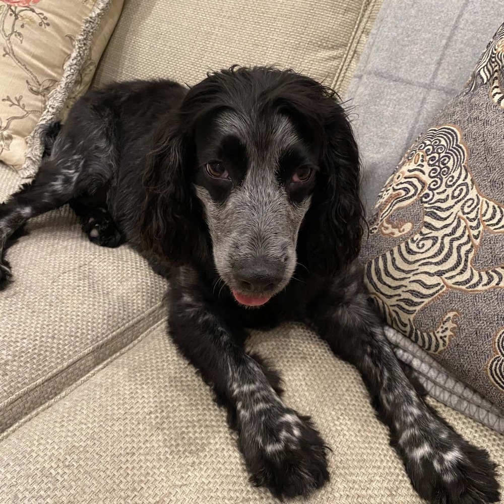 Dog being examined at a veterinary clinic