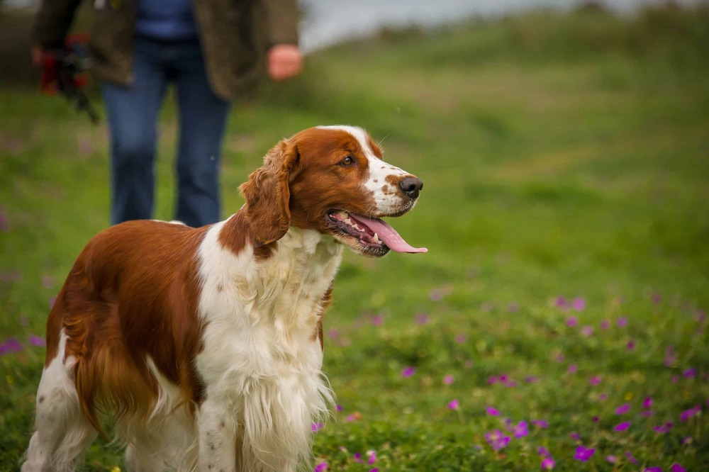 Welsh Springer Spaniel sitting with feathered ears
