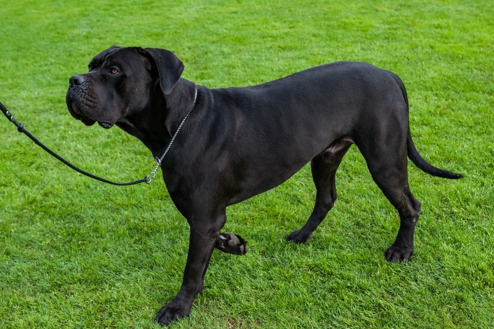Cane Corso lying down relaxed